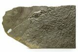 Fossil Bird (Quadridigitus) Track Plate - Green River Formation, Utah #352256-2